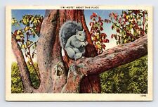 Linen Postcard Squirrel I'm Nuts About This Place Workplace Humor picture