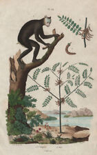 PRIMATES/PLANTS. Indigotier (indigo plant). Indri lemur 1833 old antique print picture