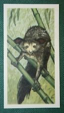 AYE-AYE   Lemur   Vintage 1960's Illustrated Wildlife Card  QC16M picture