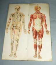 1935 Antique Human Body Male Anatomy Medicine Manikin Chart Pop-Up Lithography picture