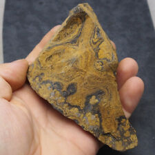424 grams. Stromatolite Bolivia Upper Cretaceous Fossil Natural stone picture