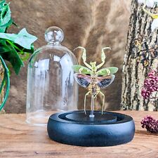 G79c Jeweled Flower Mantis Entomology Taxidermy Oddities Curiosities Glass Dome picture