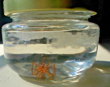 Brown Recluse Spider Preserved in Alcohol picture