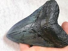 5 INCH REAL MEGALODON SHARK TOOTH BIG FOSSIL GIANT GENUINE PREHISTORIC MEG TEETH picture