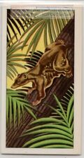 Madagascar Lemur Night Tree Mammals  Vintage Trade Ad Card picture