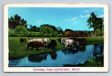 Sandusky, Michigan, Rural Landscape, Cows in Field , Linen Postcard picture