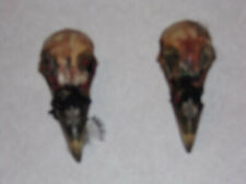 Real Pheasant Skull Bone Biology, ornathology taxidermy,Bird,Voodoo,Witchcraft   picture
