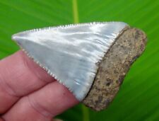 GREAT WHITE Shark Tooth - XL - 2 & 3/8 in.  RARE - LIGHT BLUE  & SERRATED  picture