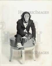 1954 Press Photo Television chimp J. Fred Muggs stars in NBC-TV's 