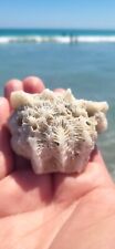 Rare and Unique Rose Coral Fossil - Found 4/6/24 in Jupiter, FL picture