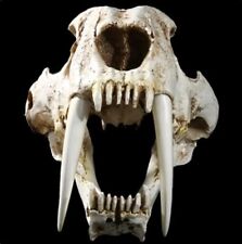 Saber-Toothed Tiger Resin Replica Skull 1.1 NICE picture