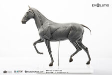 EVOLUTIO - 1/10 HORSE ANATOMY PVC basic - 10.3 x 2.76 x 8.66 in picture