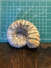 Ammonite Morocco With Visible Crystals (Acanthoceras Probably Read Description) picture