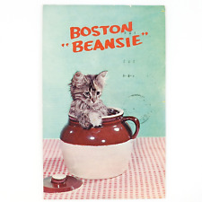 Boston Beansie Kitty Cat Postcard 1950s Crock Pot Kitten Pet Portrait Card B1921 picture