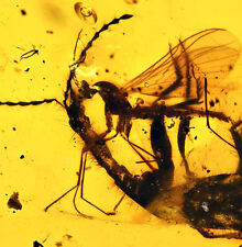 Oxytelus batiuculus (Rove Beetle), Fossil inclusion in Burmese Amber picture