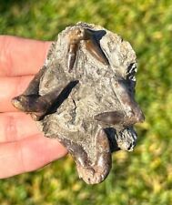 4 Orthacanthus Permian Fossil Sharks Teeth on Matrix MUSEUM QUALITY Waurika picture