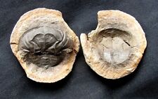 EXTINCTIONS- EXTREMELY DETAILED MAZON CREEK SPLIT PAIR EUPROOPS CRAB CONCRETION picture