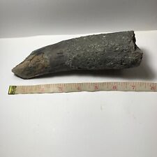 7 in. Large Aceratherium Fossil Incisor - canine - tooth / very rare picture