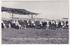 ARIZONA PHOENIX FEEDER CATTLE READY TOVREA YARDS L.L COOK REAL PHOTO CIRCA 1948 picture
