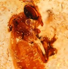 Fossil Golden Copal Amber Insects Ancient Forests of Colombia 3634 picture