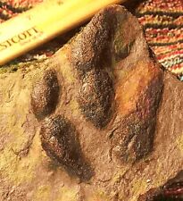 DINOSAUR FOOTPRINT TRACK FOSSIL GRALLATOR Authentic Genuine PA picture