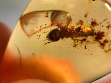 A101 DR1007 Rare Methane Termite in an Authentic Dominican Amber Gemstone picture