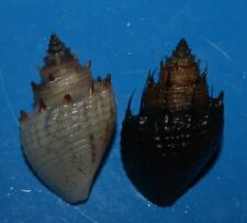 Thiara cancellata HAIRY SNAIL ave. 26mm F+++/GEM Superb Black Color Freshwater picture