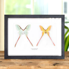 Male & Female Chinese Moon Taxidermy Moth Frame (Actias dubernardi) picture