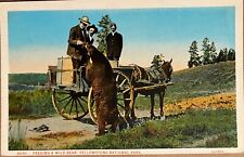 Yellowstone Men Feeding Huge Bear Haynes Photo Rare Wyoming Postcard c1920 picture