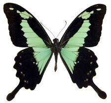 Papilio phorcas ONE REAL BUTTERFLY GREEN AFRICA UNMOUNTED WINGS CLOSED picture