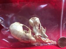 2 Ground Squirrel Skulls Lot Taxidermy bone science study biology craft picture