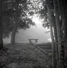 Louisiana State University Campus Trees Mist Bench Med Format  B&W Negative picture