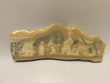 Cotham Marble Fossil Polished Stone Slab Stromatolite Rock #O20 picture