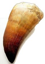 2 INCH MOSASAUR TOOTH LARGE MARINE DINOSAUR MOSASAURUS REAL FOSSIL EXTINCT LARGE picture