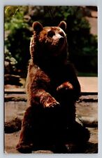 Alaskan Brown Bear Milwaukee County Zoo Wisconsin Vintage Unposted Postcard picture