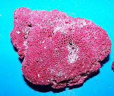 1 Red Pipe Coral Cluster 4