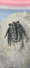 1inch Leonaspis Trilobite fossil From the Devonian of Morocco picture
