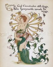 FAIRY Honeysuckle, Morning Glory 1890 Antique Art Nouveau Print picture