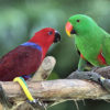 parrots_eclectus