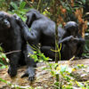 bonobo_preen