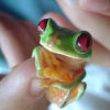 frog_finger