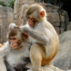 monkey_rhesus_macaque