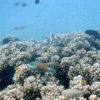 reef_oyster