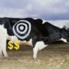 cow_dollars
