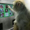 monkey_cognition