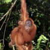 orangutan22