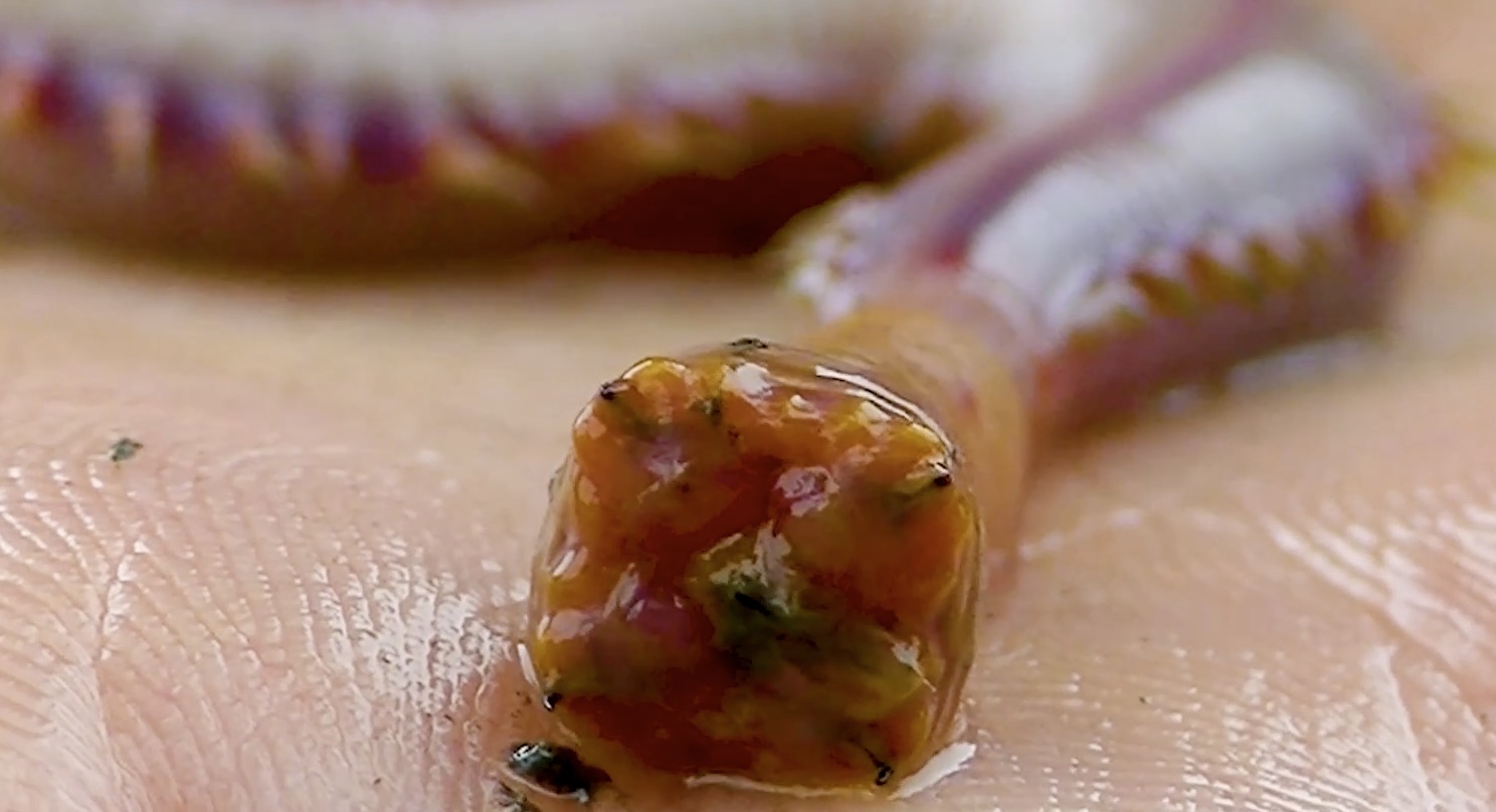 Do Bloodworms Bite? - ScienceAGoGo