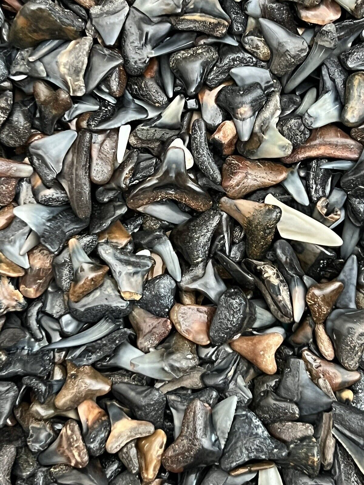 LOT OF 50 FOSSILIZED ( PARTIAL ) SHARK TEETH FROM VENICE FLORIDA.