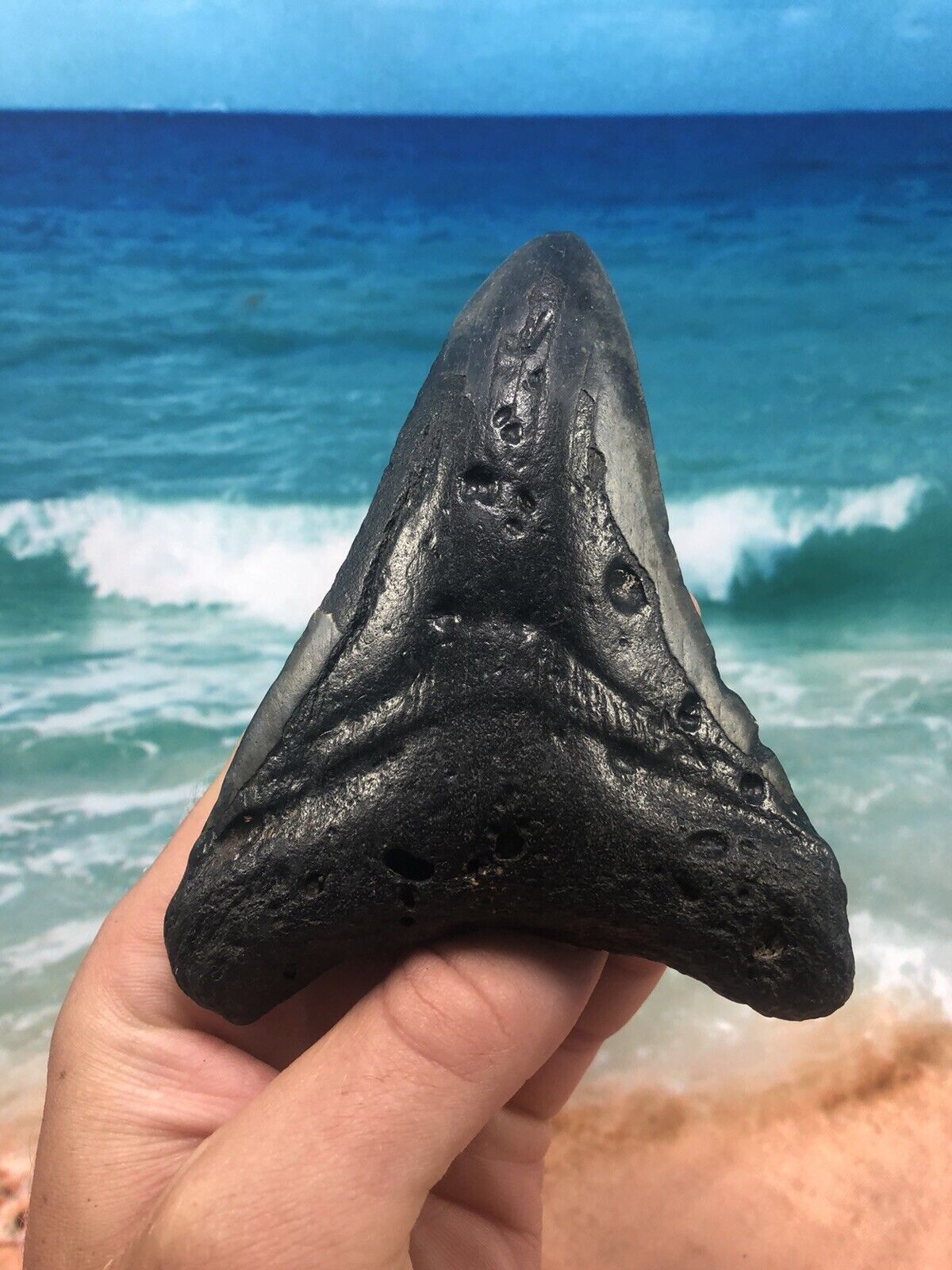 MEGALODON Fossil Giant Shark Teeth Ocean No Repair 5.04