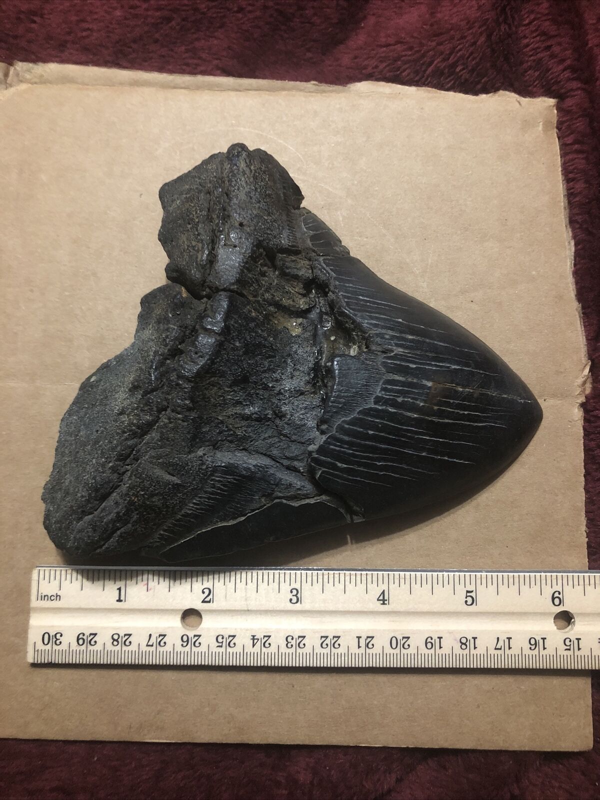 Large Megalodon Tooth Fossil 5 3/4 Inches Summerville, South Carolina